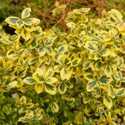Fast Growing Trees See All Shrubs & Hedges Emerald N' Gold Wintercreeper