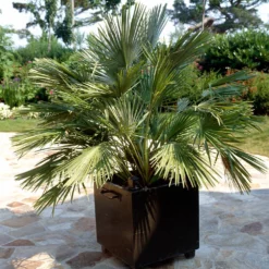 Fast Growing Trees Palm Trees European Fan Palm Tree 9 Fast Growing Trees Palm Trees European Fan Palm Tree