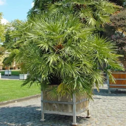 Fast Growing Trees Palm Trees European Fan Palm Tree 10 Fast Growing Trees Palm Trees European Fan Palm Tree