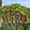 Fast Growing Trees Palm Trees European Fan Palm Tree