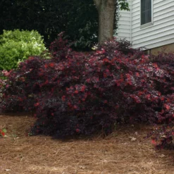 Fast Growing Trees 'Ever Red' Loropetalum