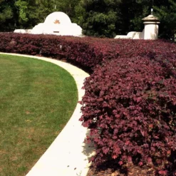 Fast Growing Trees 'Ever Red' Loropetalum