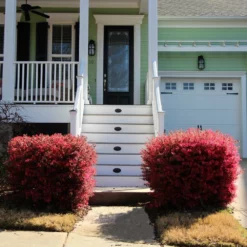 Fast Growing Trees 'Ever Red' Loropetalum
