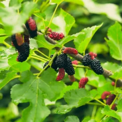 Fast Growing Trees Everbearing Mulberry Tree See All Fruit Trees