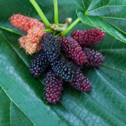Fast Growing Trees Everbearing Mulberry Tree See All Fruit Trees