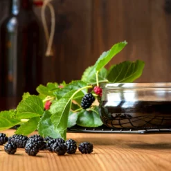 Fast Growing Trees Everbearing Mulberry Tree See All Fruit Trees