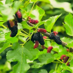 Fast Growing Trees Everbearing Mulberry Tree See All Fruit Trees