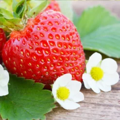 Fast Growing Trees Everbearing Strawberry - USDA Organic