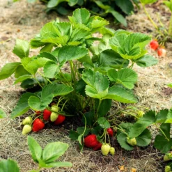 Fast Growing Trees Everbearing Strawberry - USDA Organic