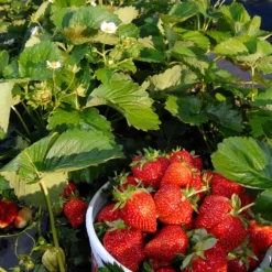 Fast Growing Trees Everbearing Strawberry - USDA Organic