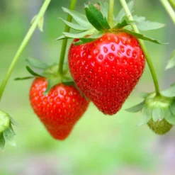 Fast Growing Trees Strawberry Plants Everbearing Strawberry