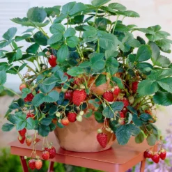 Fast Growing Trees Strawberry Plants Everbearing Strawberry