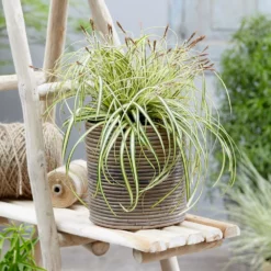 Fast Growing Trees See All Shrubs & Hedges Carex Evergold (Japanese Sedge)