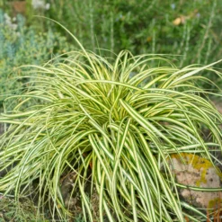 Fast Growing Trees See All Shrubs & Hedges Carex Evergold (Japanese Sedge)