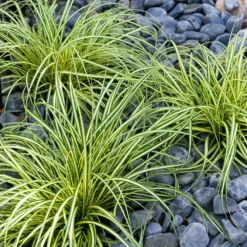 Fast Growing Trees See All Shrubs & Hedges Carex Evergold (Japanese Sedge)