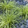 Fast Growing Trees See All Shrubs & Hedges Carex Evergold (Japanese Sedge) 2 Fast Growing Trees See All Shrubs & Hedges Carex Evergold (Japanese Sedge)