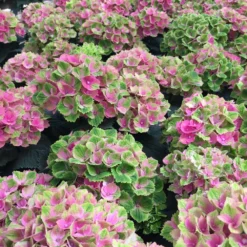 Fast Growing Trees Everlasting® Amethyst Hydrangea Shrub Hydrangea Shrubs
