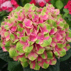 Fast Growing Trees Everlasting® Amethyst Hydrangea Shrub Hydrangea Shrubs