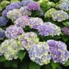 Fast Growing Trees Everlasting® Amethyst Hydrangea Shrub Hydrangea Shrubs