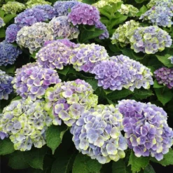 Fast Growing Trees Everlasting® Amethyst Hydrangea Shrub Hydrangea Shrubs