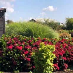 Fast Growing Trees Everlasting® Crimson Ruby Hydrangea Shrub