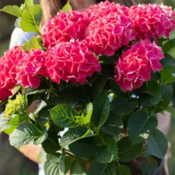 Fast Growing Trees Everlasting® Crimson Ruby Hydrangea Shrub