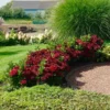 Fast Growing Trees Everlasting® Crimson Ruby Hydrangea Shrub