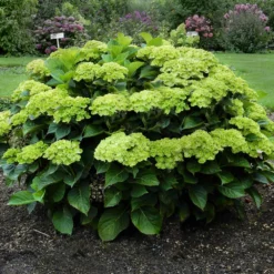 Fast Growing Trees Hydrangea Shrubs Everlasting® Green Cloud Emerald Hydrangea Shrub