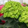Fast Growing Trees Hydrangea Shrubs Everlasting® Green Cloud Emerald Hydrangea Shrub