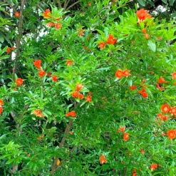Fast Growing Trees Eversweet Pomegranate Tree