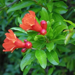 Fast Growing Trees Eversweet Pomegranate Tree