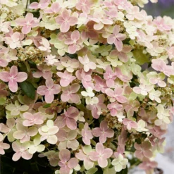Fast Growing Trees Early Evolution Hydrangea Hydrangea Shrubs