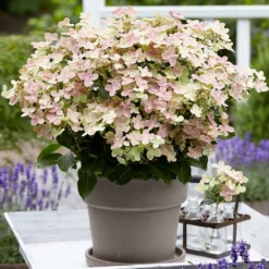 Fast Growing Trees Early Evolution Hydrangea Hydrangea Shrubs