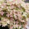 Fast Growing Trees Early Evolution Hydrangea Hydrangea Shrubs