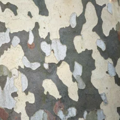 Fast Growing Trees EXCLAMATION!™ London Planetree