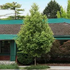 Fast Growing Trees EXCLAMATION!™ London Planetree