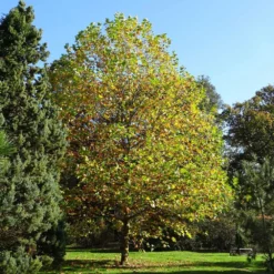 Fast Growing Trees EXCLAMATION!™ London Planetree