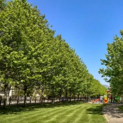 Fast Growing Trees EXCLAMATION!™ London Planetree