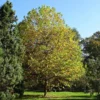 Fast Growing Trees EXCLAMATION!™ London Planetree