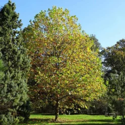 Fast Growing Trees EXCLAMATION!â„¢ London Planetree