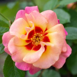 Fast Growing Trees Roses Eyeconic® Mango Lemonade Rose