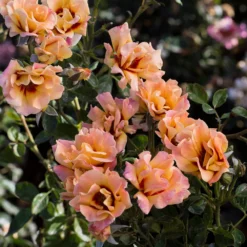 Fast Growing Trees Roses Eyeconic® Mango Lemonade Rose