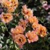 Fast Growing Trees Roses Eyeconic® Mango Lemonade Rose