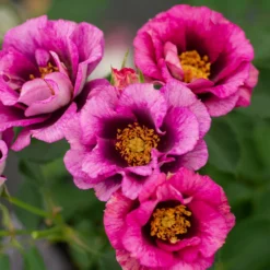 Fast Growing Trees Eyeconic® Plum Lemonade Rose Roses