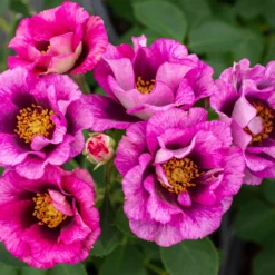 Fast Growing Trees Eyeconic® Plum Lemonade Rose Roses