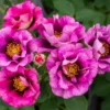 Fast Growing Trees Eyeconic® Plum Lemonade Rose Roses
