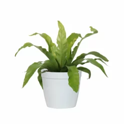 Fast Growing Trees Low Light House Plants Bird's Nest Fern