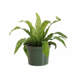 Fast Growing Trees Low Light House Plants Bird's Nest Fern