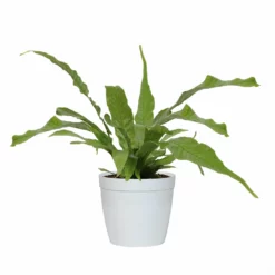 Fast Growing Trees Crocodile Fern 11 Fast Growing Trees Crocodile Fern