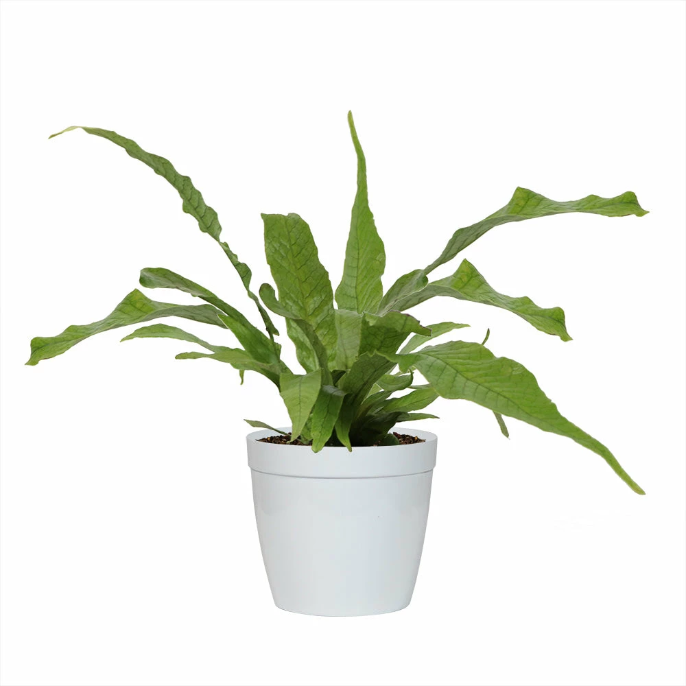 Fast Growing Trees Crocodile Fern 7 Fast Growing Trees Crocodile Fern